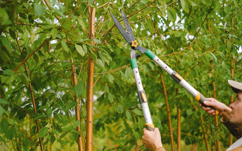 Tree trimming in Hilger, MT